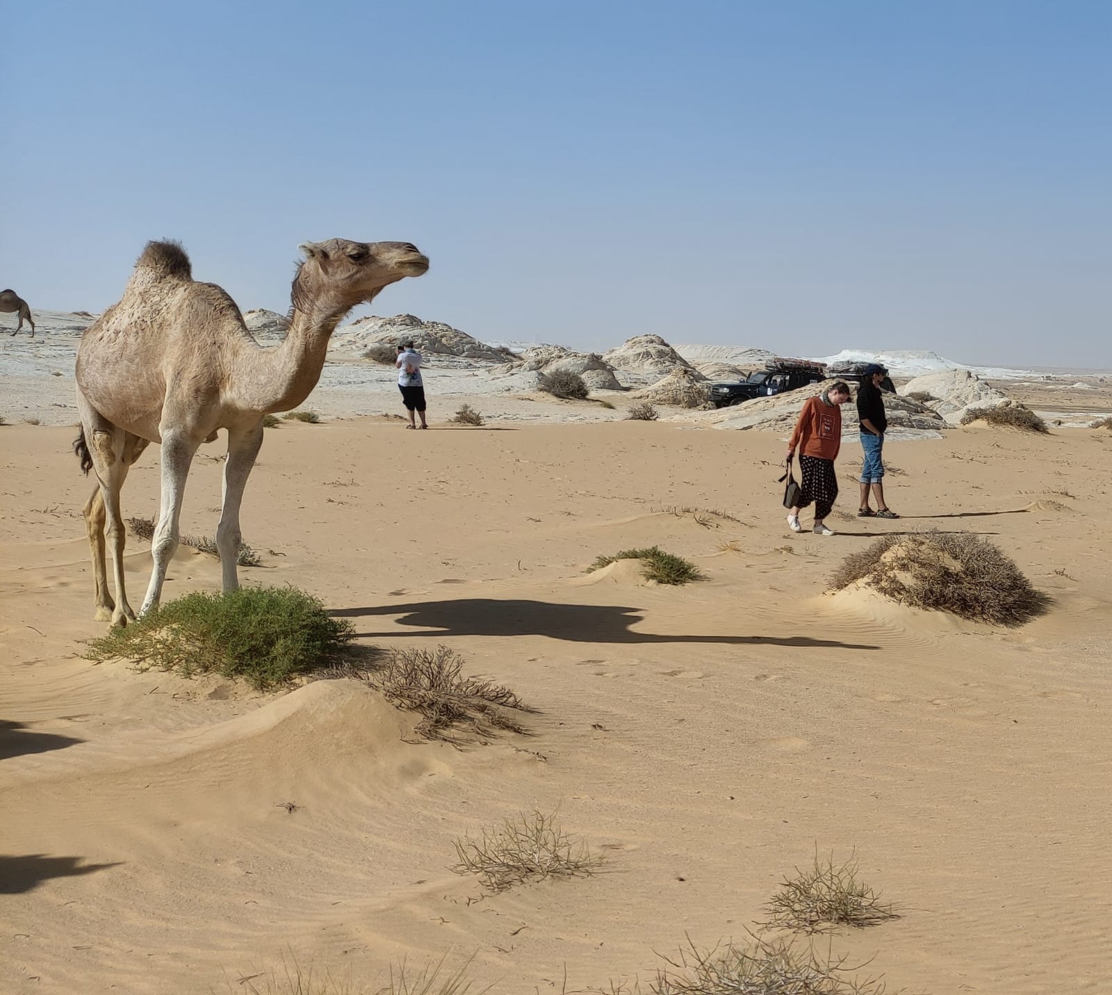 Deserts
